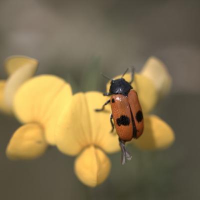 Clytre  des saules (Clytra laeviuscula)