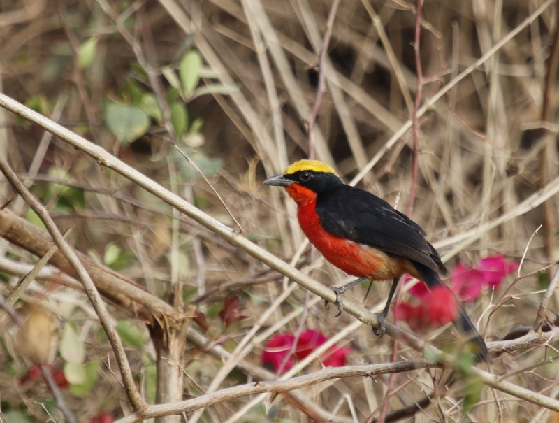 Costa Rica