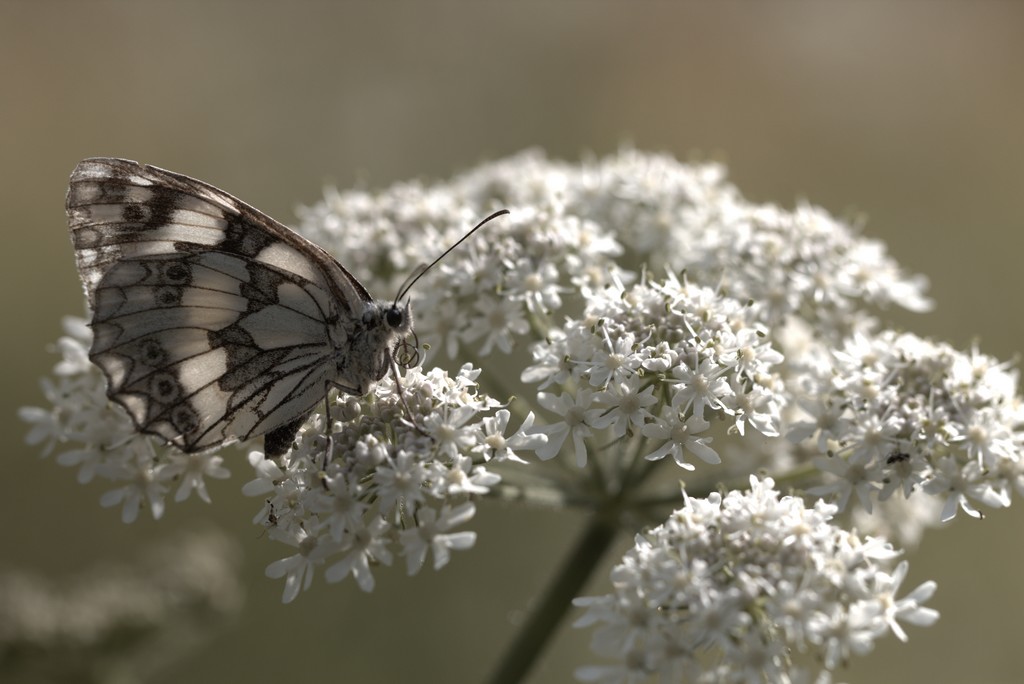 Demi-deuil (melanargia galathea)