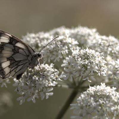 Demi-deuil (melanargia galathea)