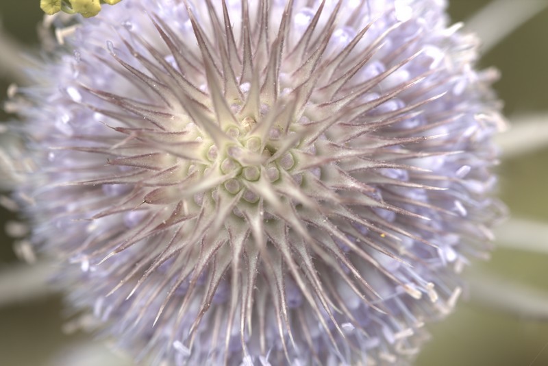 Cabaret des oiseaux (Dipsacus fullonum)