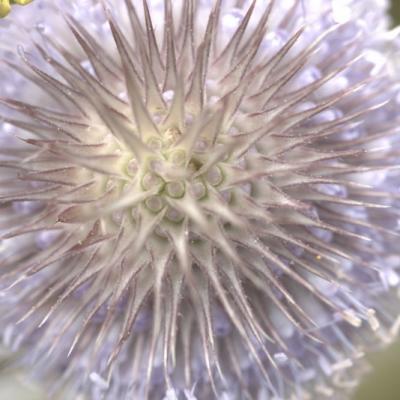 Cabaret des oiseaux (Dipsacus fullonum)