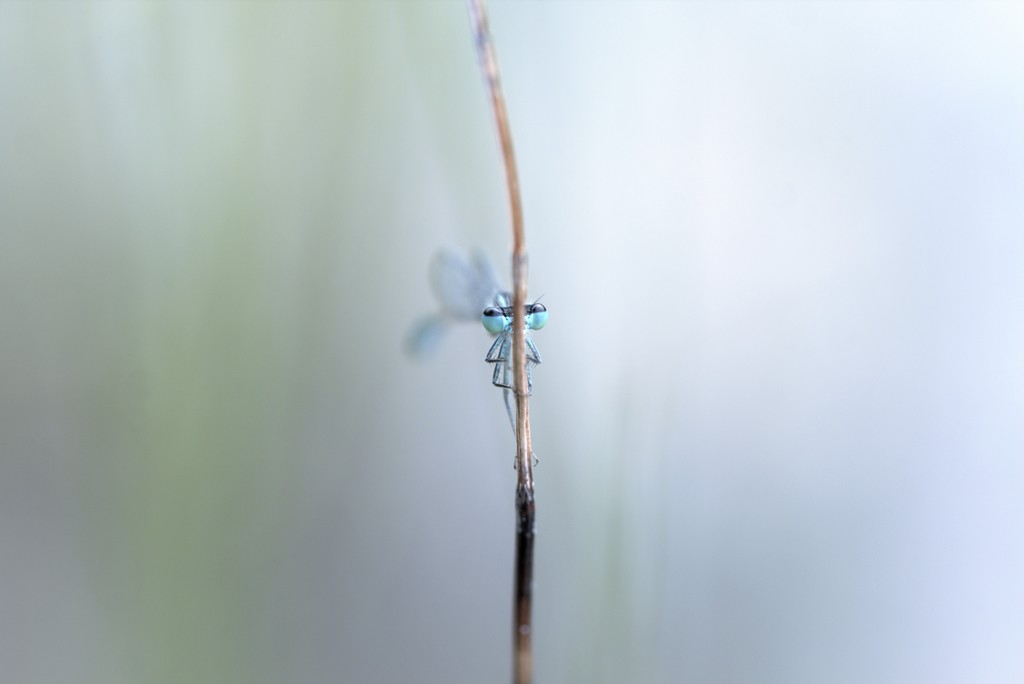 Demoiselle (Zygoptera)