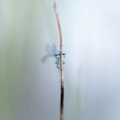 Demoiselle (Zygoptera)