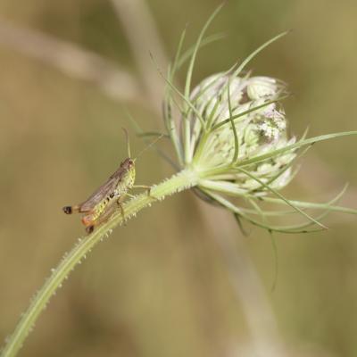 Criquet vert commun (Caelifera)