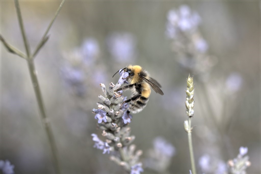 Bourdon hypnorum (bombus hypnorum)