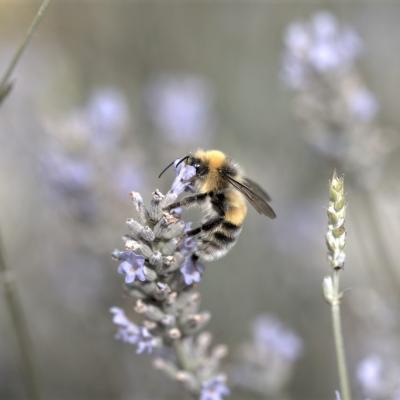 Bourdon hypnorum (bombus hypnorum)