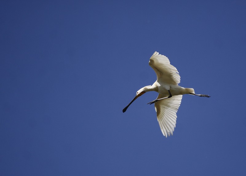 Spatule blanche (Platalea leucorodia)