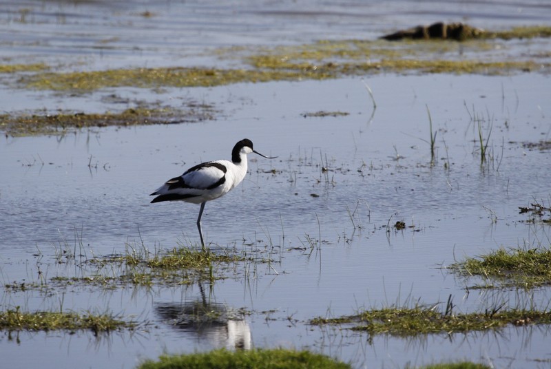 Avocette élégante (Recurvirostra avosetta)