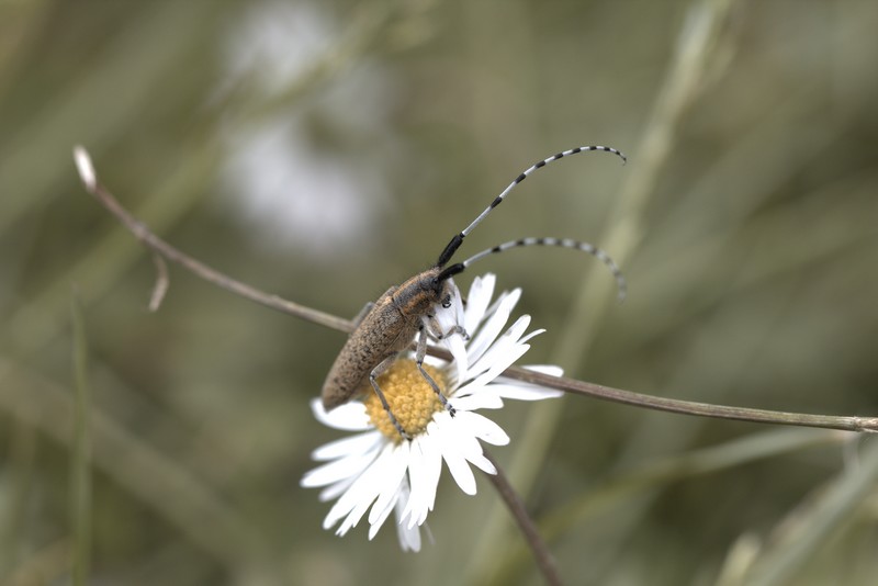 Agaphante du chardon (Agaphanthia cardui)