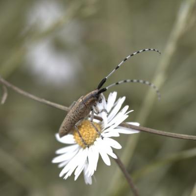 Agaphante du chardon (Agaphanthia cardui)