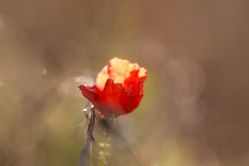 Coquelicot (papaver rhoeas)