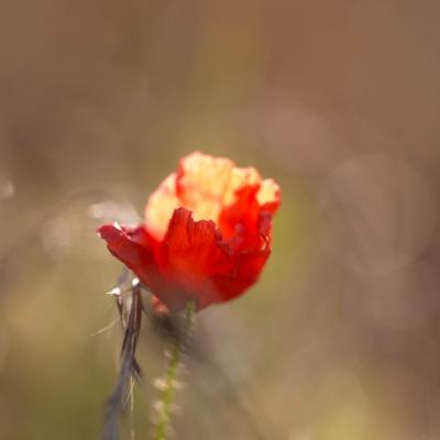 Coquelicot (papaver rhoeas)