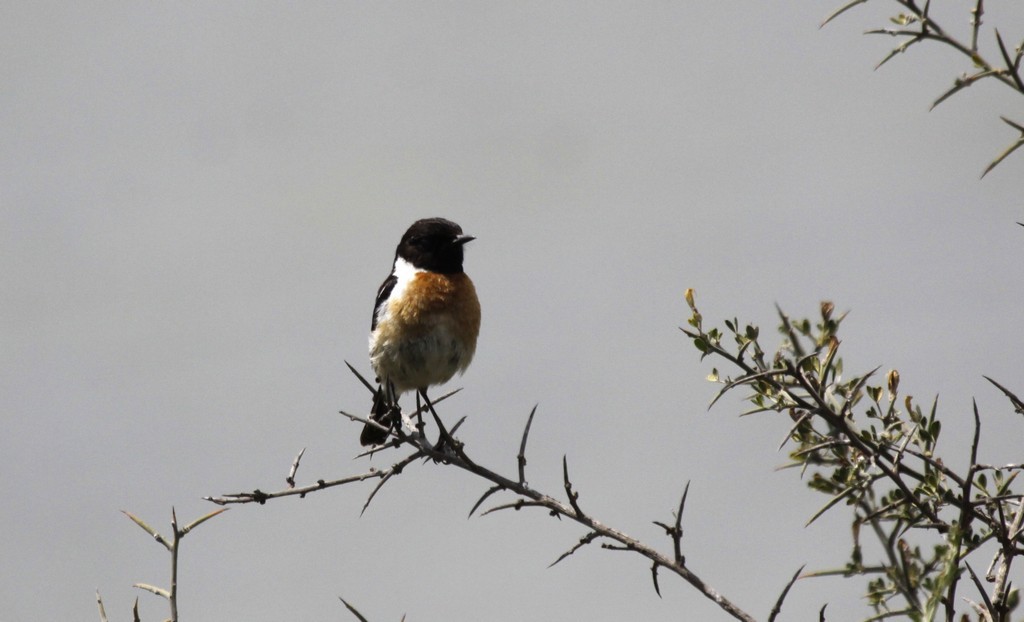  Tarier pâtre (Saxicola torquata)