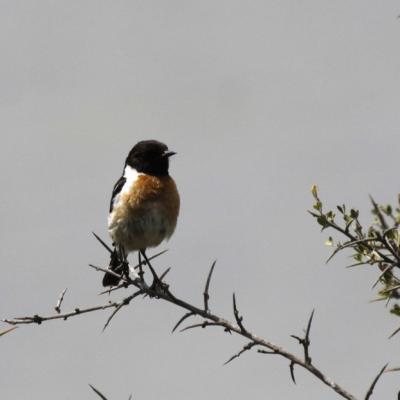  Tarier pâtre (Saxicola torquata)