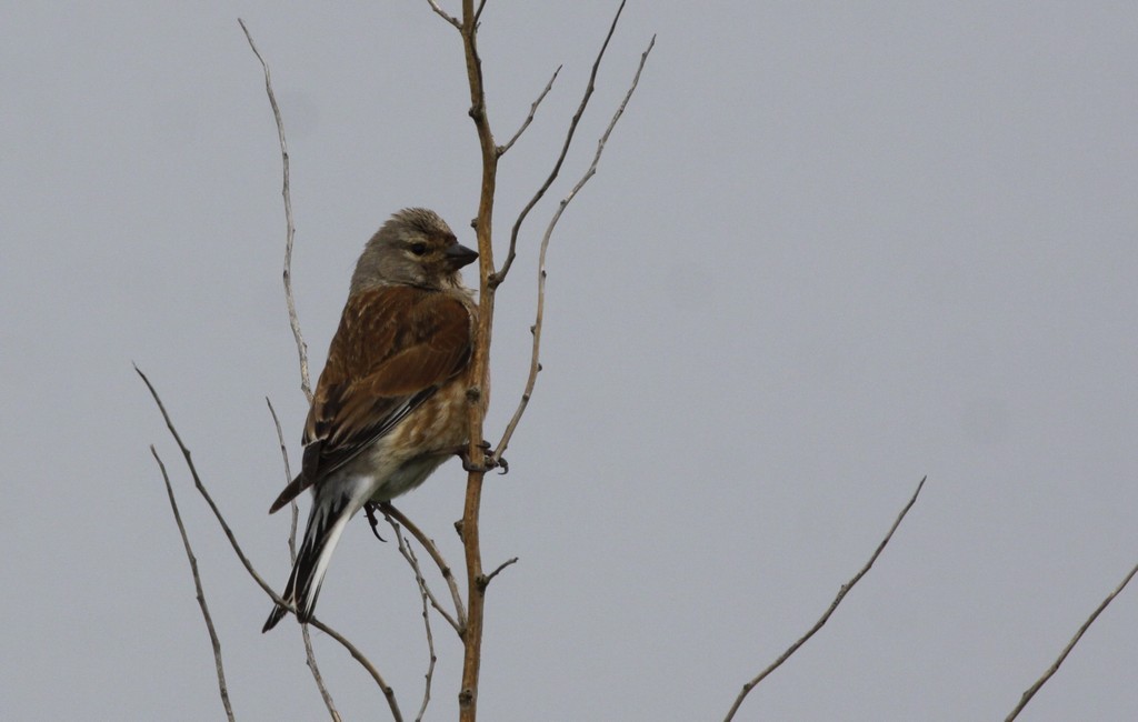 Linotte mélodieuse (carduelis cannabina)