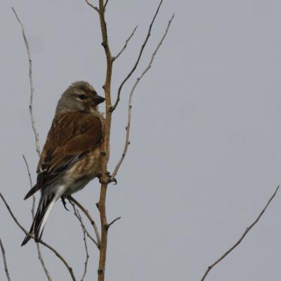 Linotte mélodieuse (carduelis cannabina)