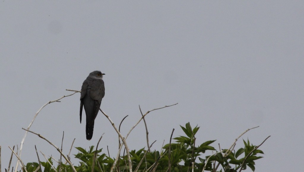  Coucou gris (Cuculus canorus)