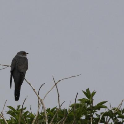  Coucou gris (Cuculus canorus)