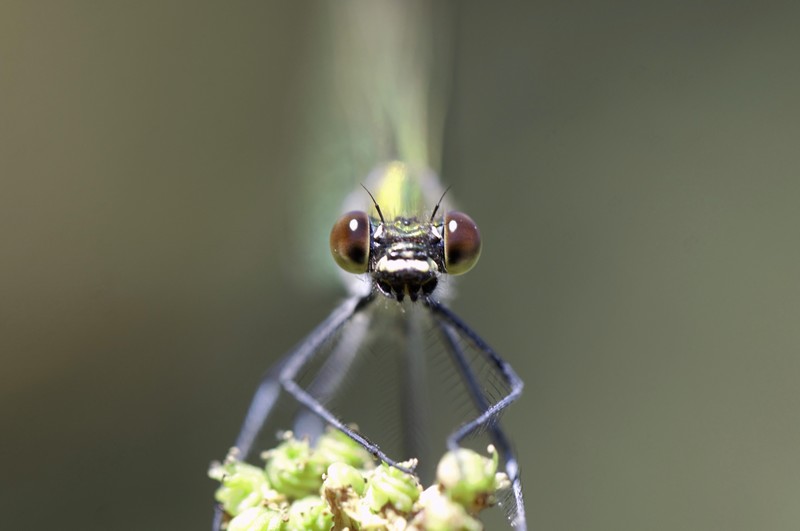 Demoiselle (Zygoptera)