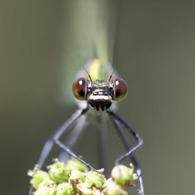 Demoiselle (Zygoptera)