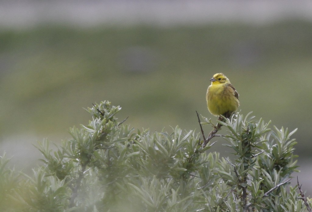 Bruant jaune (Emberiza citrinella)