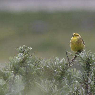 Bruant jaune (Emberiza citrinella)