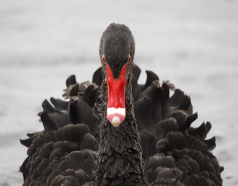 Cygne noir (Cygnus atratus)