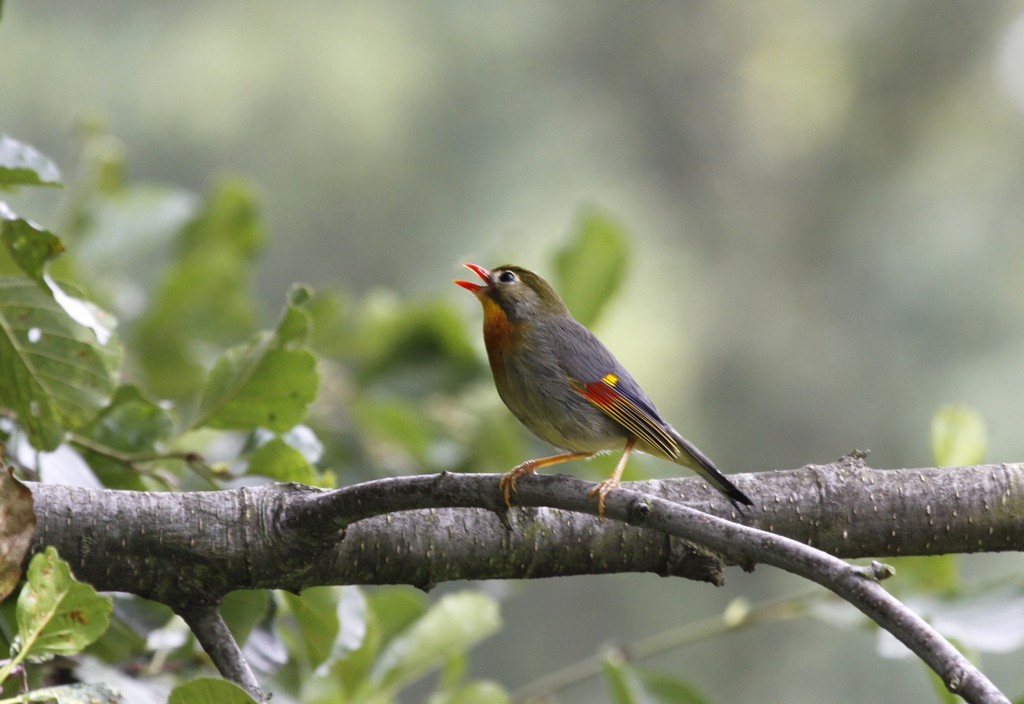  Leiothrix jaune ( Leiothrix lutea)