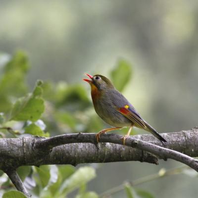  Leiothrix jaune ( Leiothrix lutea)