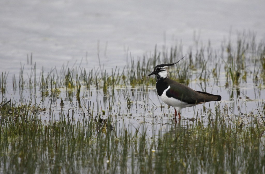  Vanneau huppé ( Vanellus vanellus)