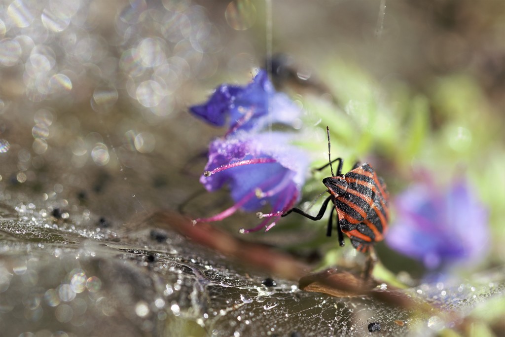 Punaise Arlequin (graphosoma  Italicum)