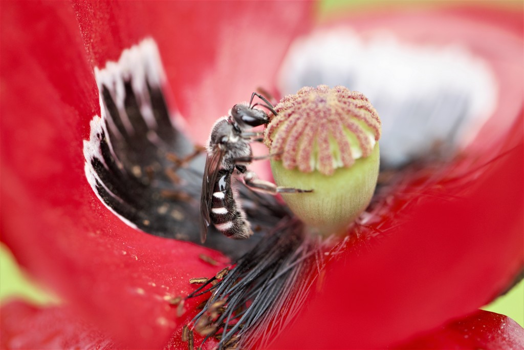 Osmie rousse (Osmia bicomis)