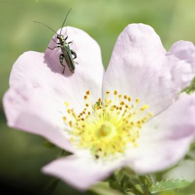 Oedémère noble (Oedemera nobilis)