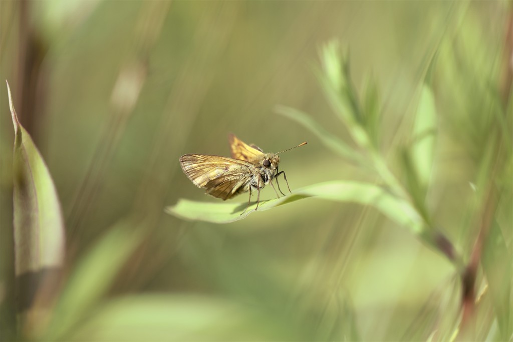 La sylvaine ( ochiodes sylvanus)