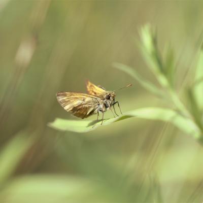 La sylvaine ( ochiodes sylvanus)