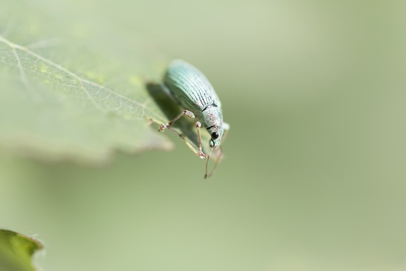 Charençon vert pâle  (  Polydrusus impressifrons)