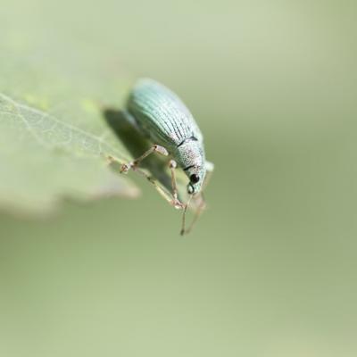 Charençon vert pâle  (  Polydrusus impressifrons)