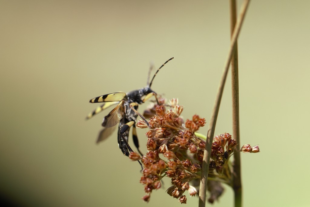 Lepture tachetée (rutpela maculata)