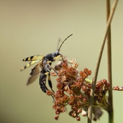 Lepture tachetée (rutpela maculata)