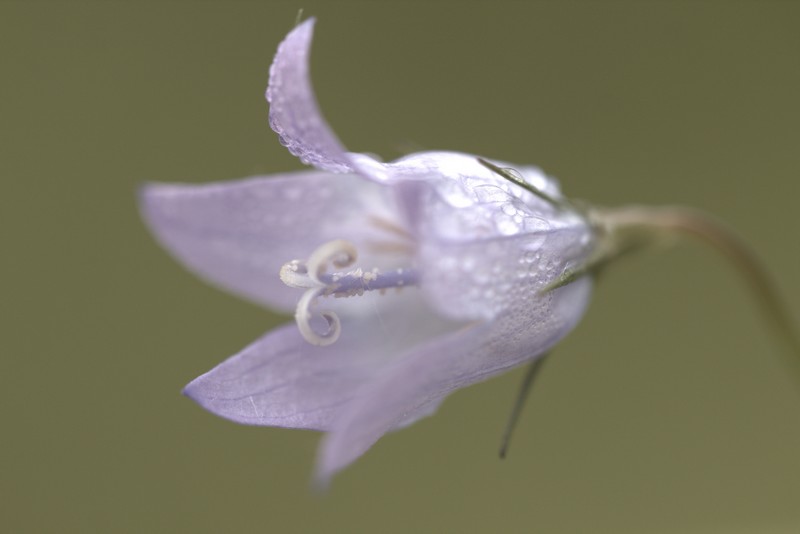 Campanule raiponce ( Campanula  rapunculus)