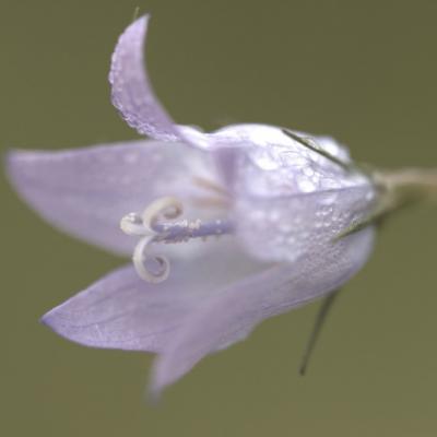 Campanule raiponce ( Campanula  rapunculus)