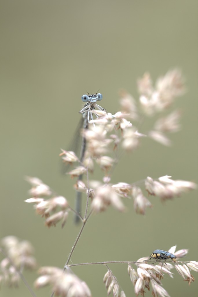 Demoiselle (Zygoptera)