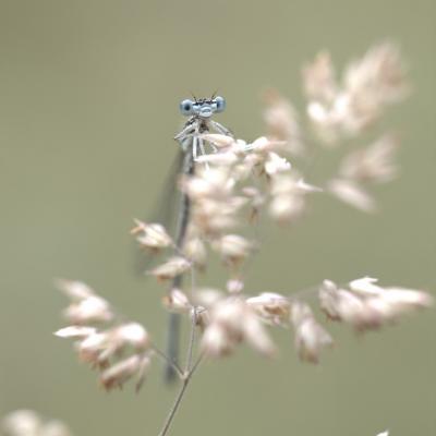 Demoiselle (Zygoptera)