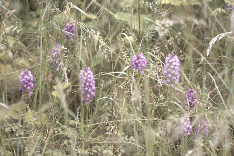 Orchis singe (orchis simia)