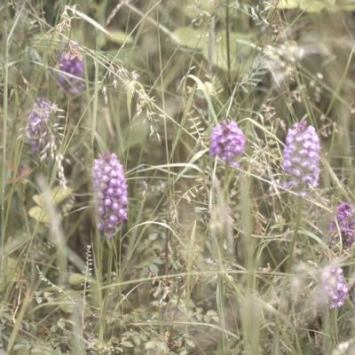 Orchis singe (orchis simia)