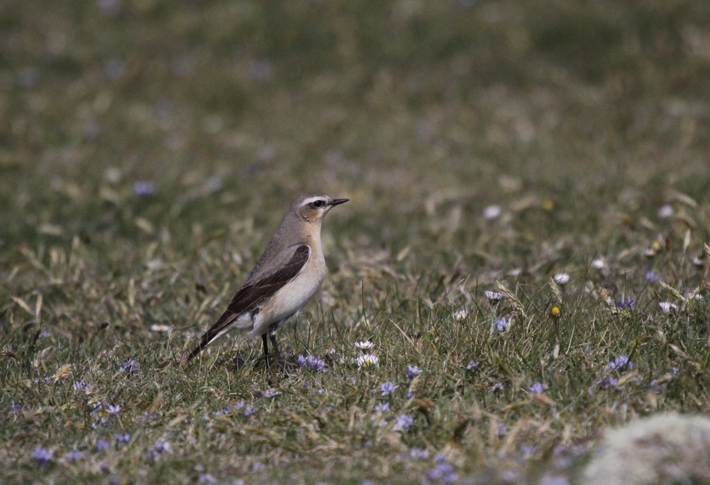 Traquet motteux (oenanthe oenanthe)