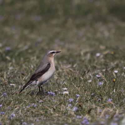 Traquet motteux (oenanthe oenanthe)