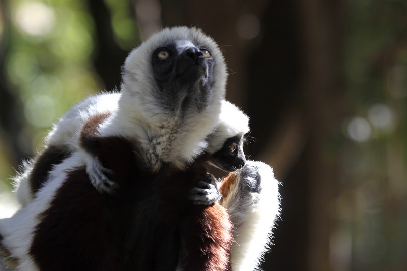 Lémurien Madagascar