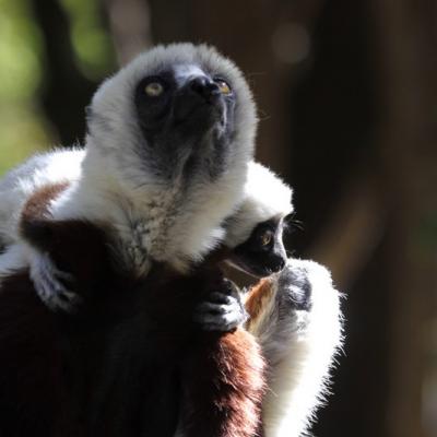 Lémurien Madagascar